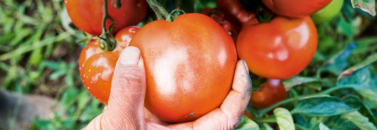 A picture of tomatoes