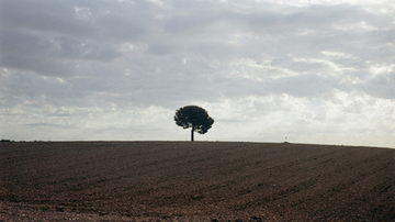Tree in the middle of a field