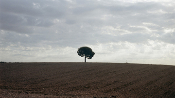 Arbre au milieu d&#039;un champs