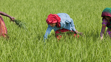 kvinnor som plockar ris